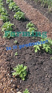 Small Farming can be profitable!!💰💰💰 You have to be willing to deal with changing times!! 1. Be willing to pivot your business model 2. Be transparent about what you make and grow 3. Build relationships with businesses and community members 4. Support your local community 5. Have unique value-added products that nobody else has in your community. 6. Share your passion with your customers and community. 7. Play the long game… don’t be the car salesman!! Money and profits will come with communi
