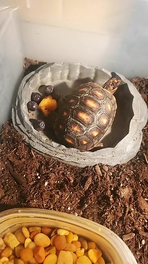 awesome turtle (@tinksawesometurtle)’s videos with Down with the Sickness - Disturbed