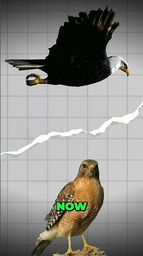 Eagles vs. Hawks: Who’s the Ultimate Predator?