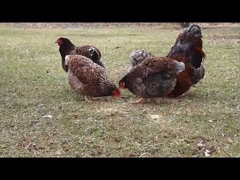 Blue Laced Red Wyandotte Chickens