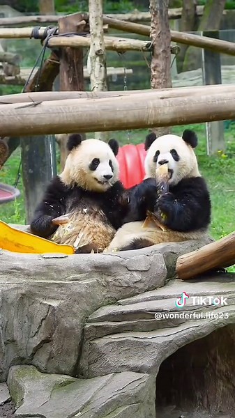 Giant Panda Bear: The Cute and Greedy Bamboo Eater
