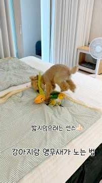 우리가 노는법 #pet #반려동물 #parrot #동물키우기 #강아지 #동물 #강아지키우기#귀여운#동물#앵무새#앵집사#푸들#cute#dog#bird