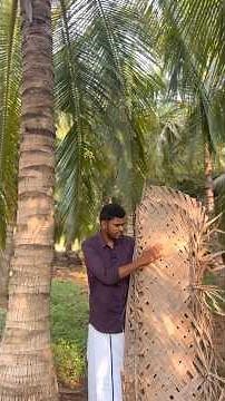 Coconut tree supports life, shelter, culture, and tradition across generations.