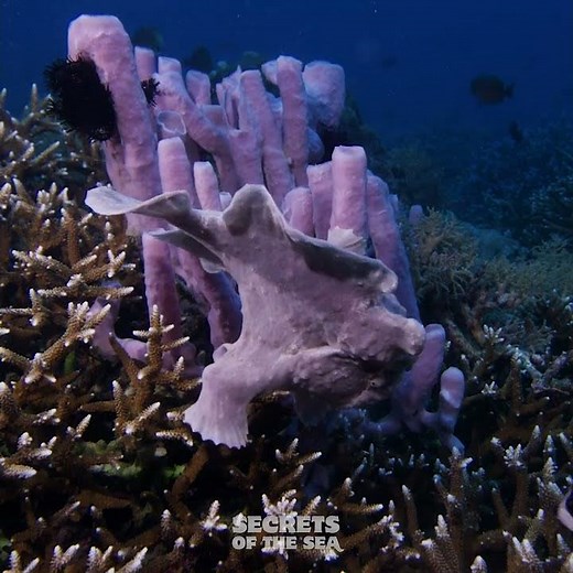 Secrets of the Sea - Find the Frogfish