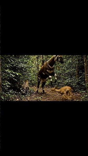 Rare Okapi Protects Fawn from Leopard