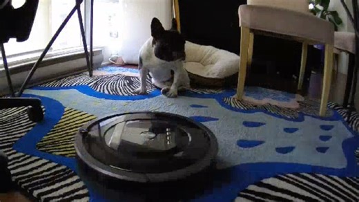 乖乖在家晒太阳，还是不放心Roomba