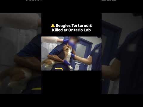 ⚠️ Beagles Tortured & Killed at Ontario Lab