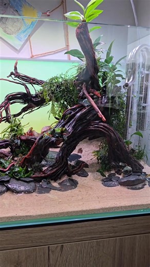 That tank is looking amazing already at day 1! We’re so excited to see how it transforms once the plants grow out! By @vladimirtomek 💚 #aquaflora #aquascapingmakesmyworldgoround #aquascape #aquafloraateam #vladimirtomek | Aquaflora