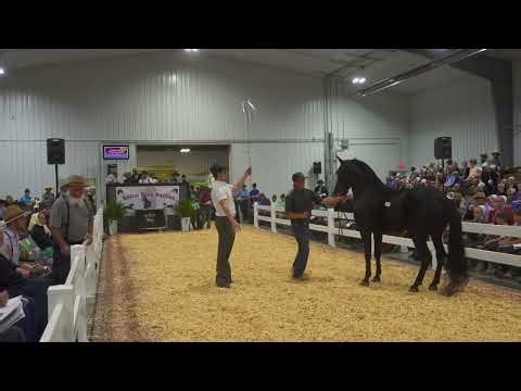 2025 Spring Arthur Pony Auction | AuctionPro