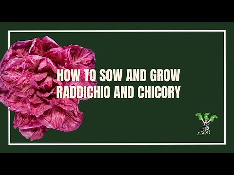 How To Sow and Grow Radicchio and Chicory