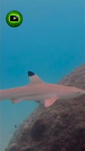 “This Animal Can Smell Blood Miles Away… Shark 😳” #facts