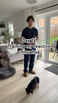 Day 12 training my reactive chihuahua