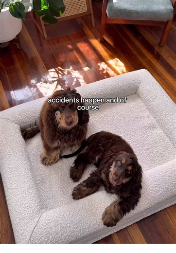 Why I Chose the 100% Washable Barney Dog Bed