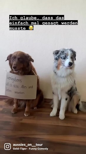 #wenigstens #challenge #wenigstenschallenge #aussie #miniaussie #redtri #australiensheperd #bluemerle #funny