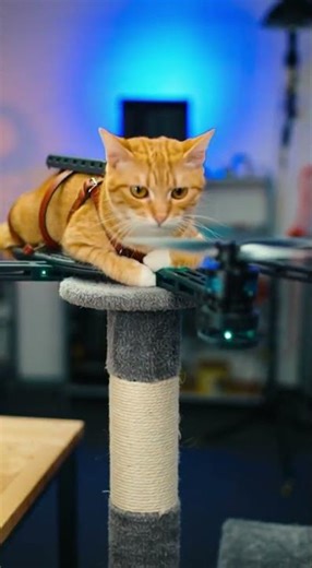 This Cat Can Fly Now #cat #drone