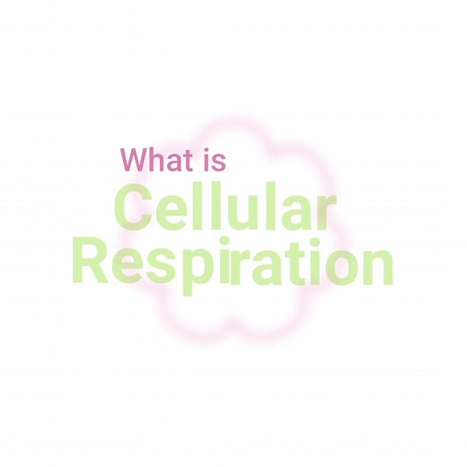 Cellular Respiration Explained: 3 Stages to ATP (Easy High School Guide)