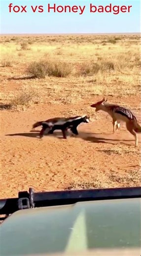 Never Underestimate a Honey Badger vs Fox #shorts #animalfight