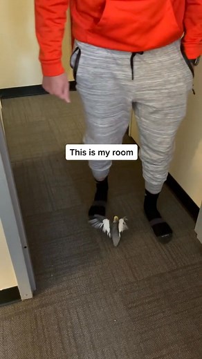 Thou shall not pass #boyfriend #pet #bird #protector #sassy #cockatiel | Dusty the no tail tiel