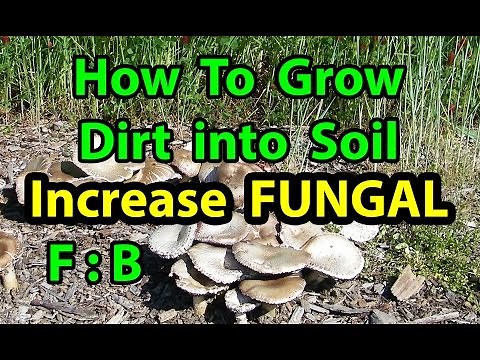 How To Grow DIRT to Healthy SOIL in NO TILL Homesteading Vegetable Gardening for beginners 101