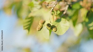 Alder is a species of tree in birch family. Green cones and leaves of alder tree in park. Shallow depth of field.