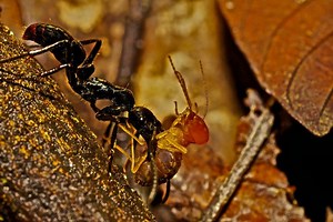 Dinoponera gigantea - Alchetron, The Free Social Encyclopedia