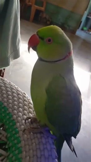 viral video parrot talking parot police#subscribe #subscribe #subscribe