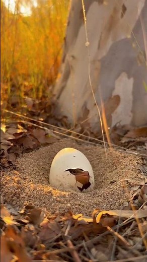 Frilled Lizard Egg hatching #wildlife #hatching