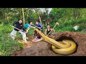 The expert bravely confronted the giant, ferocious golden python.