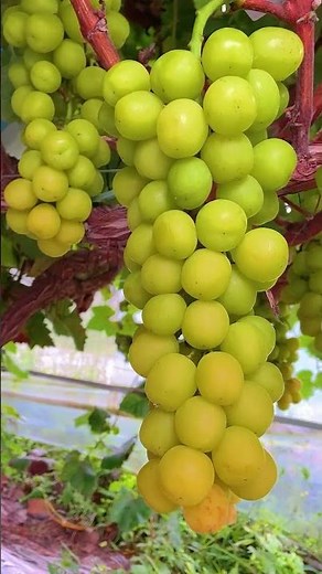 2. Organic Farming | How Farmers Grow Healthy Food Naturally