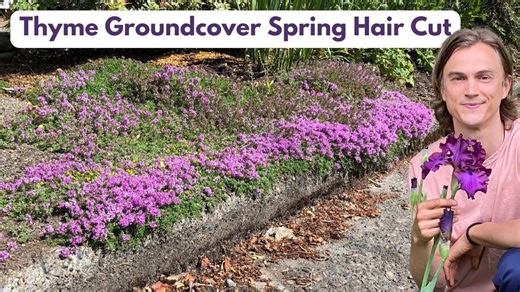 Thyme groundcover spring cleaning haircut - Thymus - how to - great ground cover