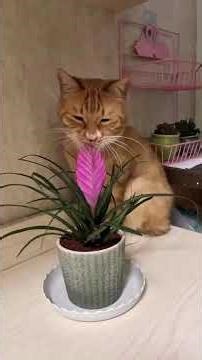 Mood Swings? Just Watch These Cats #cats #cat #catmemes #funnycats #catsfunny #memes