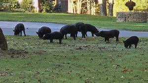Escaped pigs from farm destroy lawns and backyards of homeowners in Sterling