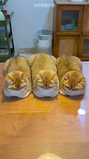 Cat Fur Became Shoes 😳🐱👡 #Shorts #Cute #Viral