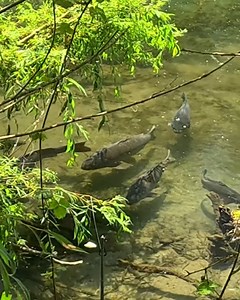 3.2M views · 30K reactions | Beautés de la nature #carpe #fishing #peche #poisson #carpfishing #carp | Rémi l'Aventurier | Facebook