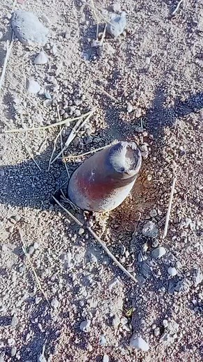 Exploring Unique Shells in a Desert Environment