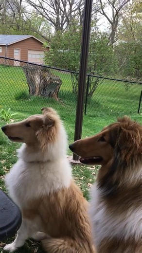 Roughcollie | Roughcollie