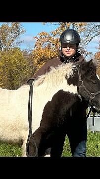 Horse Training Day 1 Gypsy Vanner Filly