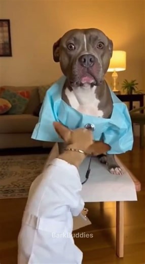 Pitbull Gets Checked By Chihuahua 😂 #dog #funnydogs #funnyanimals #pets #shortsfeed #viralshort