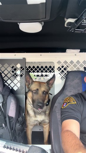 Ranger the Police K9 Returns to Afternoon Shift