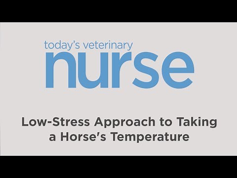 Low Stress Approach to Taking a Horse's Temperature