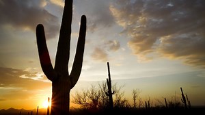 What Happens When the Saguaros Disappear?