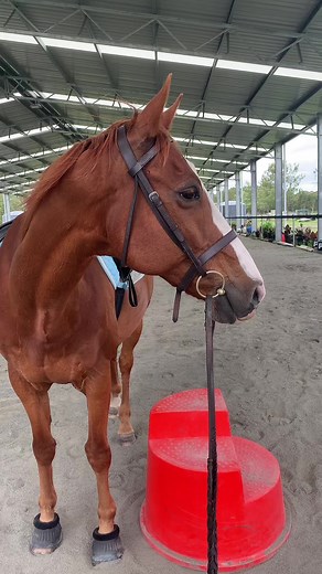 Beautiful Chestnut Horses: Dynasty's Markings and Personality