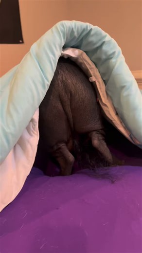 PigtubeWithChucky on Instagram: "Every time Chucky complains about me wiping him down when coming inside, I remind him the bed life is only for clean pigs! #explorepage #animals #pets #cute #pig"