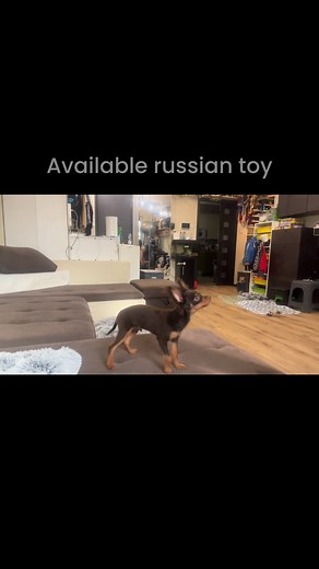 1.7K views · 30 reactions | Russian toy puppy learning #russiantoy #puppy #training | Katalin Vas | Facebook