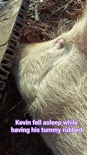 Ever wondered what a snoring pig sounds like? #farming #snoring pig #pig #permaculture