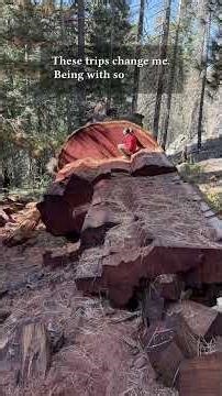 Climbing the Amazing Giant Sequoia #climbing #giantsequoia #bigtrees