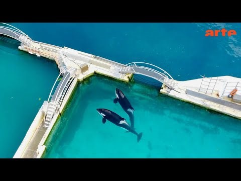 Orcas - End of the Show | ARTE.tv Documentary