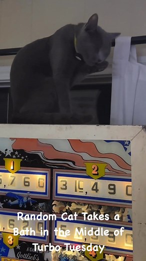 Kitty finds a spot in the middle of the pinball tourney. #pinball #pinballcats #catlife #cat | Pinball Rebel