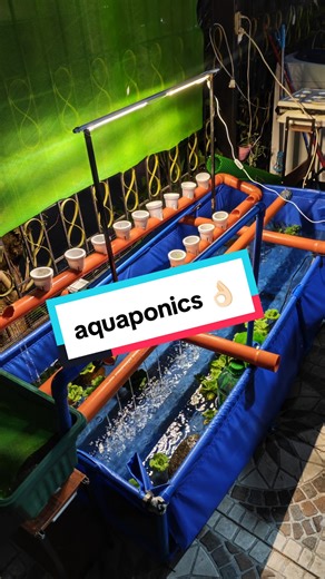 Crayfish and Lettuce Farming with Aquaponics Insights