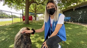 The below clip highlighting shelter pets Roxy and Kumi aired on WESH 2 News this morning! Paws up for our two volunteers who helped shine a spotlight on their two favorite shelter guests of the moment. More about Roxy: http://bit.ly/3eWTxny More about Kumi: http://bit.ly/31bJPG5 | Orange County Animal Services